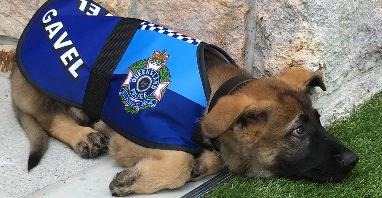 AU QLD:    Dog 'Too Friendly' for Police Given Government Job, Becomes Social Media Darling   Various