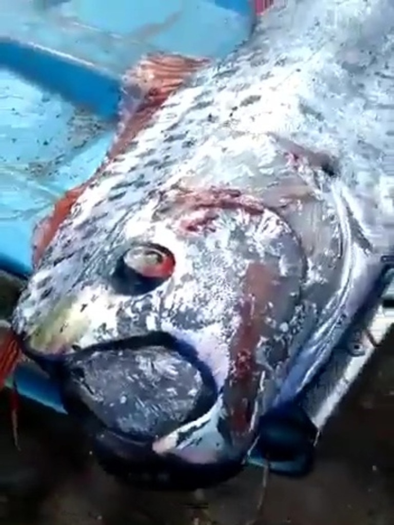 The oarfish could be seen gasping and flailing its tail in the bed of a truck. Picture: Jam Press