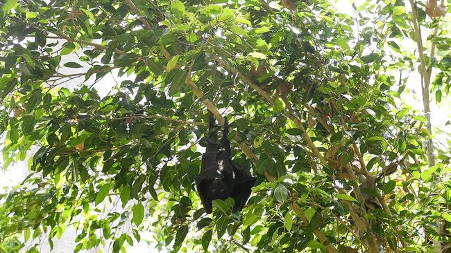 A flying fox pictured in one of the back yards which has been infested by flying foxes in Alice River. Picture: Shae Beplate.