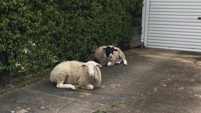 The two sheep in the Fleetwood Crescent driveway, where they were found. Picture: RSPCA