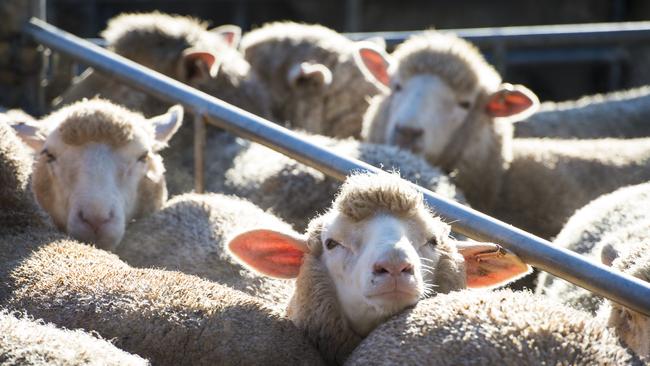 Taking care: Buyers are looking for quality new-season lambs in a market that has fallen $5-$20 a head to 500c-680c/kg. Picture: Zoe Phillips