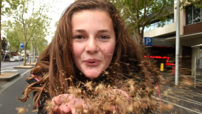 Leaf shoots and hairs from London plane trees can trigger allergic reactions.