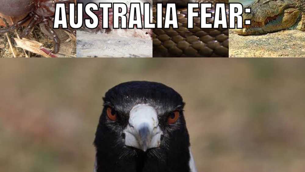 You know you’re Australian when… | The Courier Mail