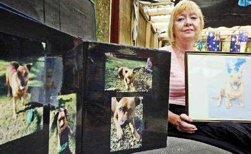 Michelle Lake fears that her staffy cross has been stolen to be used in dog fighting in Queensland. . Picture: Jay Cronan