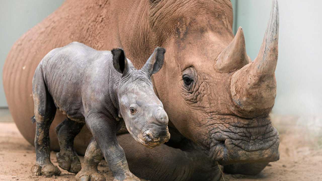 Adorable baby rhino welcomed to Australia Zoo family | The Courier Mail