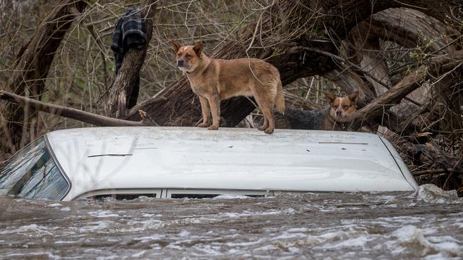 The dogs waited patiently to be rescued. Picture: Jake Nowakowski