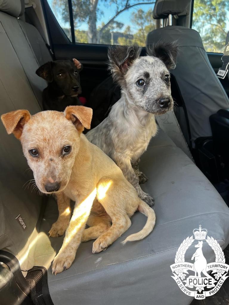 Northern Territory Police have located three out of the six missing puppies, allegedly stolen from the Alice Springs Animal Shelter in September 2024. Picture: Northern Territory Police