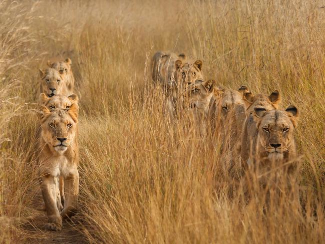 In the African Savannah, as the dry season approaches and the grass turns yellow, lions blend seamlessly into their surroundings. The photographer was presented with a stroke of luck as a pride of lions appeared in front of her, walking in a line and following the tyre tracks. Picture: Torie Hilley