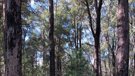 Endangered Turpentine Ironbark forest in Westleigh Park is home to critically endangered Turpentine-Ironbark forest.