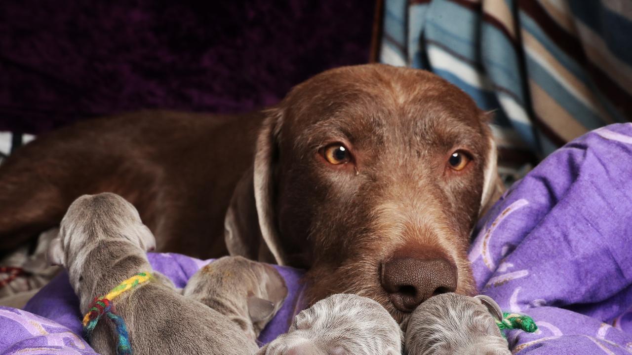 Wirehaired 2024 slovakian pointer