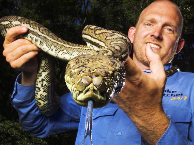 Sunshine Coast Snake Catcher Stuart McKenzie with a Coastal Carpet Python ready for release back into the wild at Buderim. Photo Lachie Millard