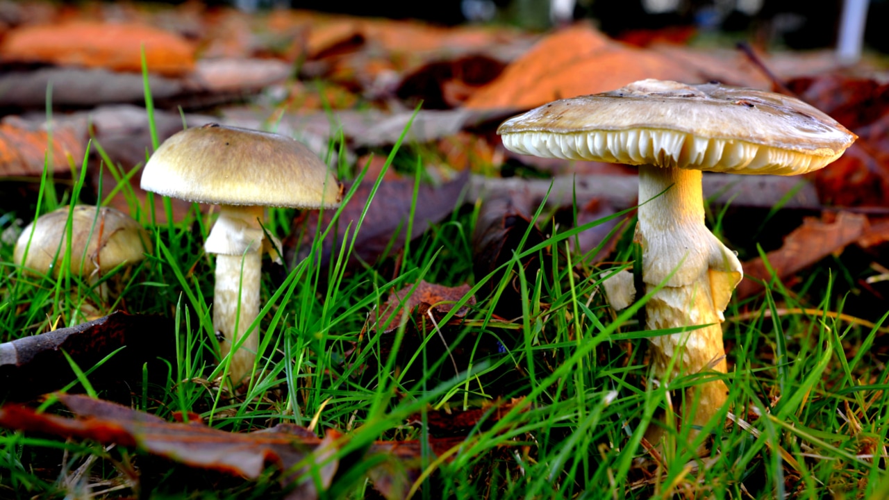 Public warned over dangers of death cap mushrooms