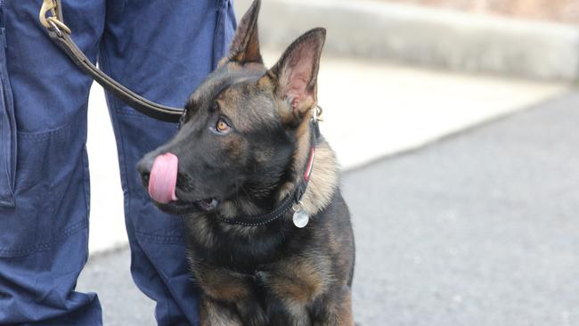 Richmond Police District's police dog Yogi the Belgian Shepherd assisted in arresting two alleged offenders in Wollongbar.