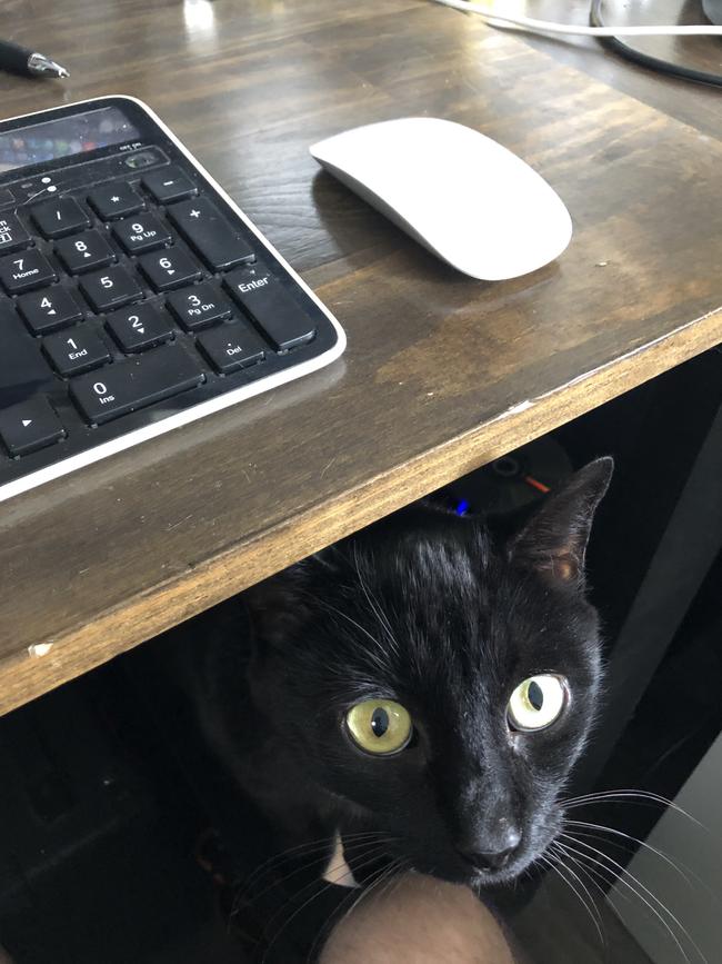 Black cat boss move: “You are home, why are you not petting me?!” Picture: John Croucher<br/>