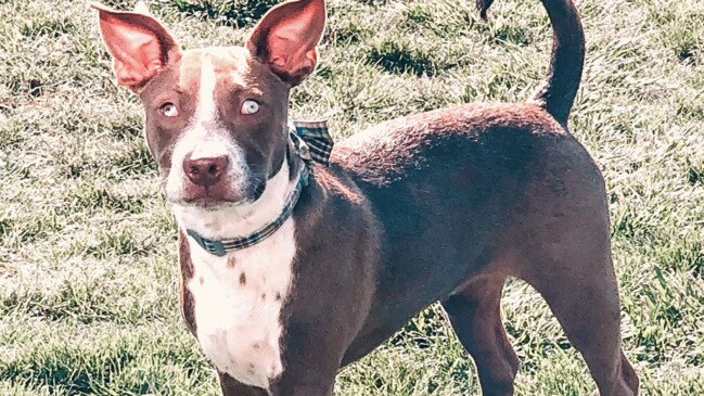 Couple brings home a blind shelter dog. Then he surprised them.