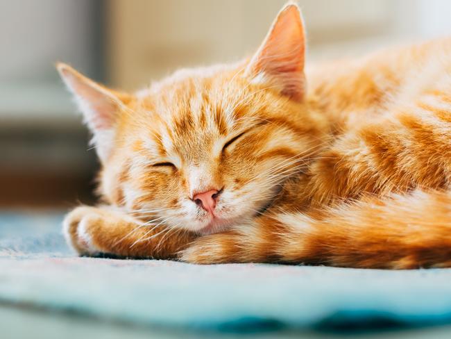 Close up of Small Peaceful Orange Red Tabby Cat Male Kitten Curled Up Sleeping In His Bed On Floor. Heat in house. PIC supplied iStock