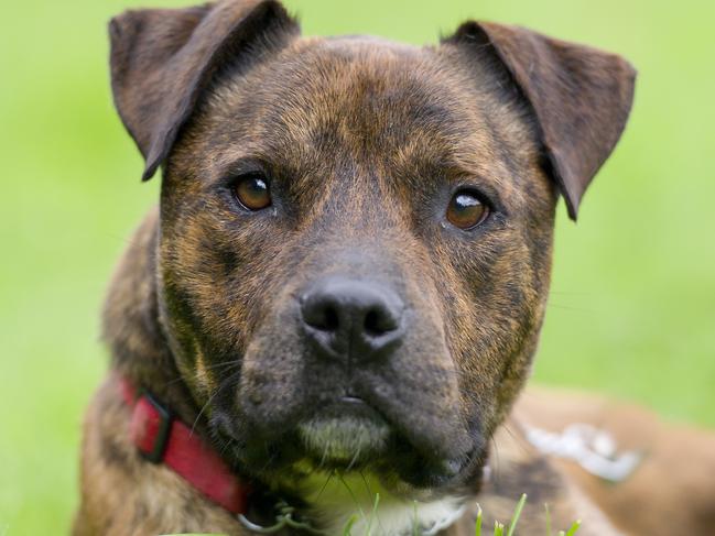 Generic picture of Staffordshire bull terrier