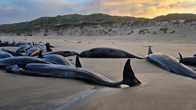 Local resident Jocelyn Flint has been on the beach since 6am on Wednesday with the stranded whales. Picture: Jocelyn Flint