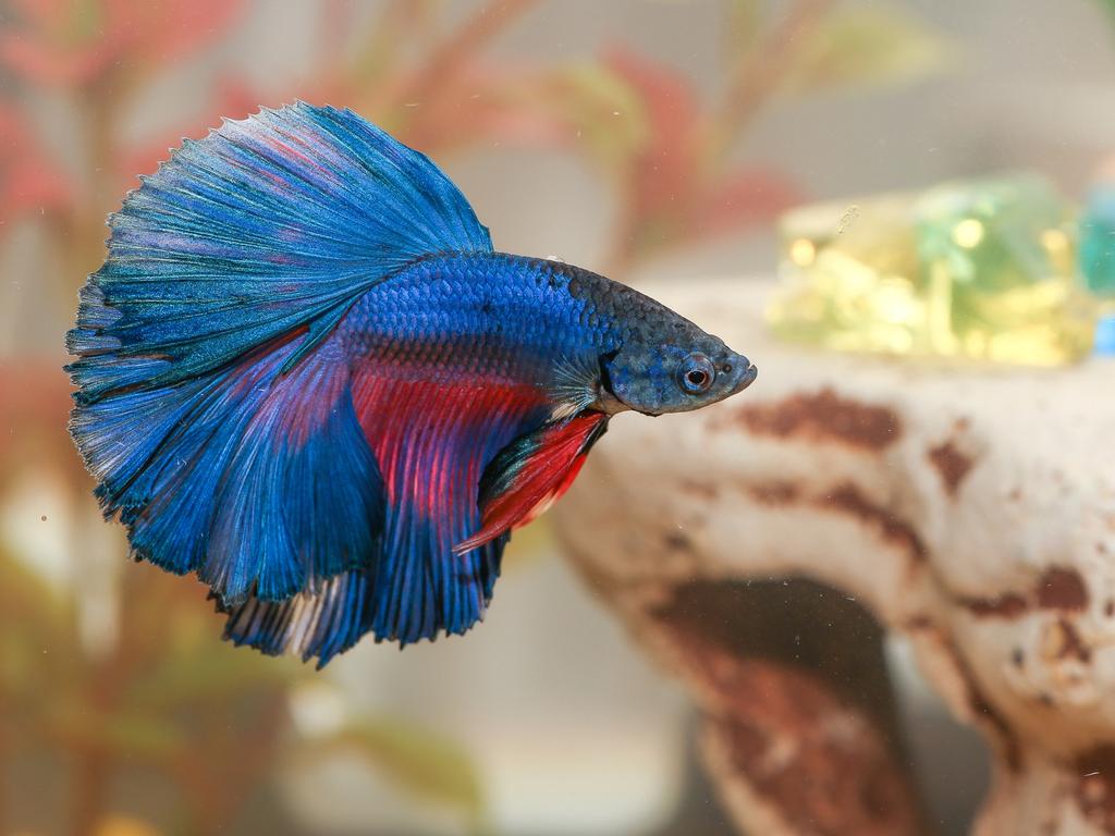 Siamese fighting fish store petbarn