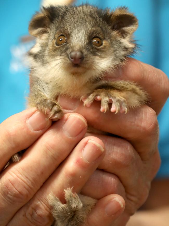 The injured possums are recovering and will go on to live at animal shelters or wildlife parks. Picture: AAP / Dean Martin