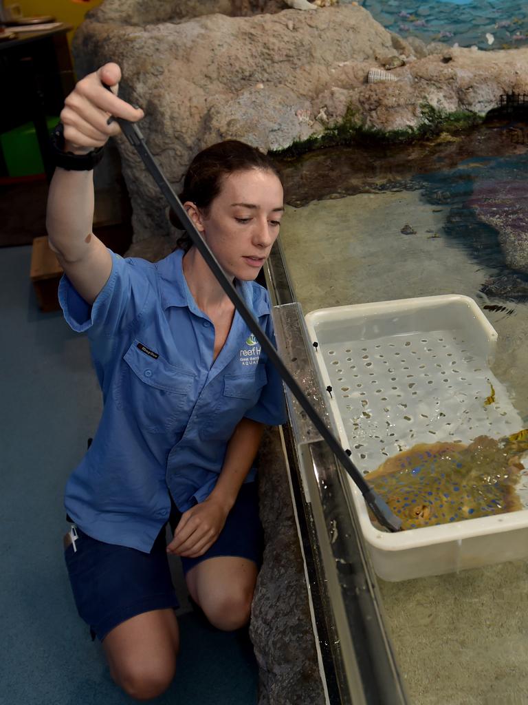 Behind the scenes at Reef HQ. Aquarist Kathy Connellan feeds Pancake the Blue Lagoon Ray. Picture: Evan Morgan