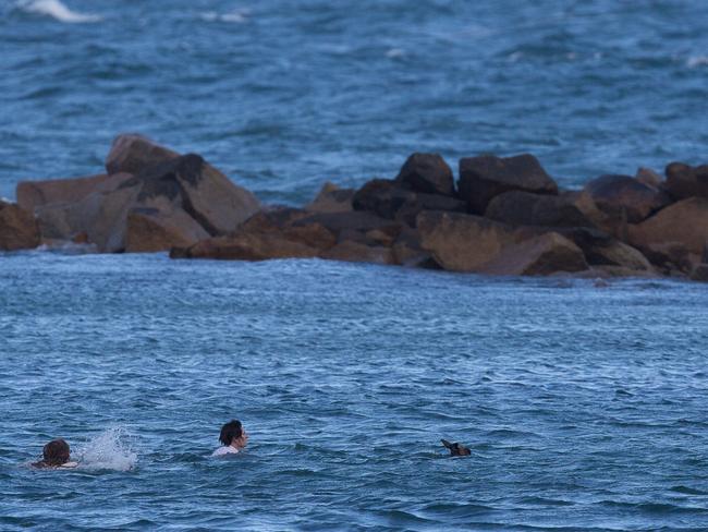 Jeff Della-Mina and Dan Marshall go to the stricken kangaroo’s rescue in the freezing waters off Port Elliot. Picture: Stephen Muller