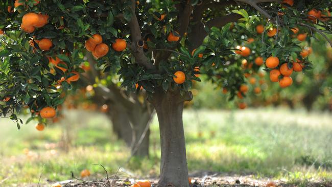 Oranges and mandarins are Australia’s most valuable fruit exports. Picture: Mike Knott / NewsMail