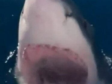 ‘Goosebumps’: family’s scary shark attack