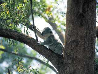 TREE CHANGE: Ruth Lewis said koalas would have a positive future if new developments were well planned.