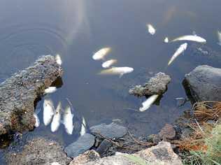 Moneys Creek fish kill this morning. Picture: Darryl Hampson