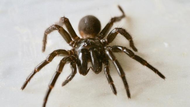 Spiders in cars: Reason why you keep finding them | news.com.au ...