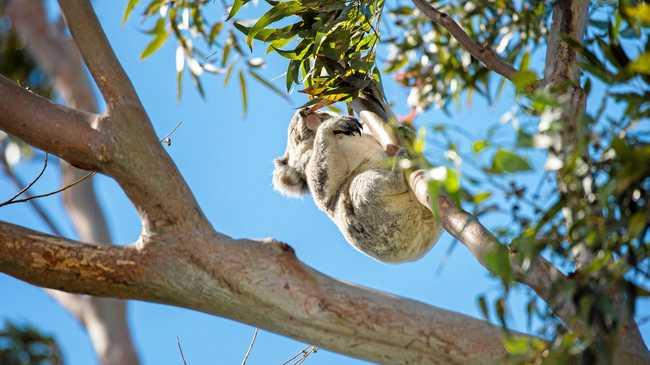 AT RISK: Environmentalists are calling for the immediate halt to logging operations to protect koalas. Picture: Trevor Veale