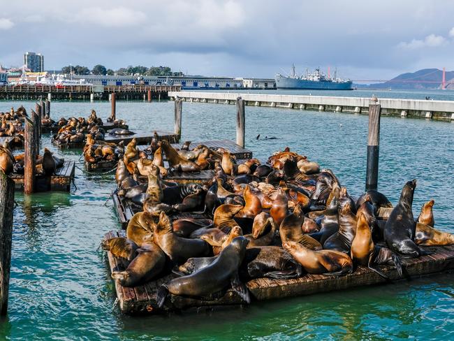 Pier 39 is a popular attraction. Picture: Lars Ploughmann