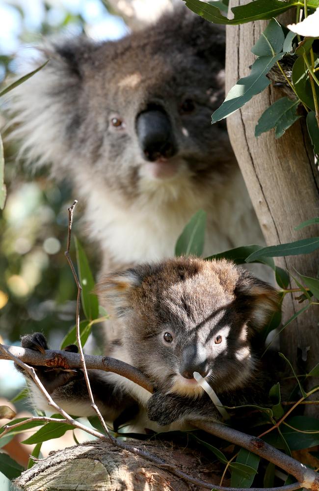 Koalas are facing a battle against extinction in southeast Queensland. Picture: Calum Robertson