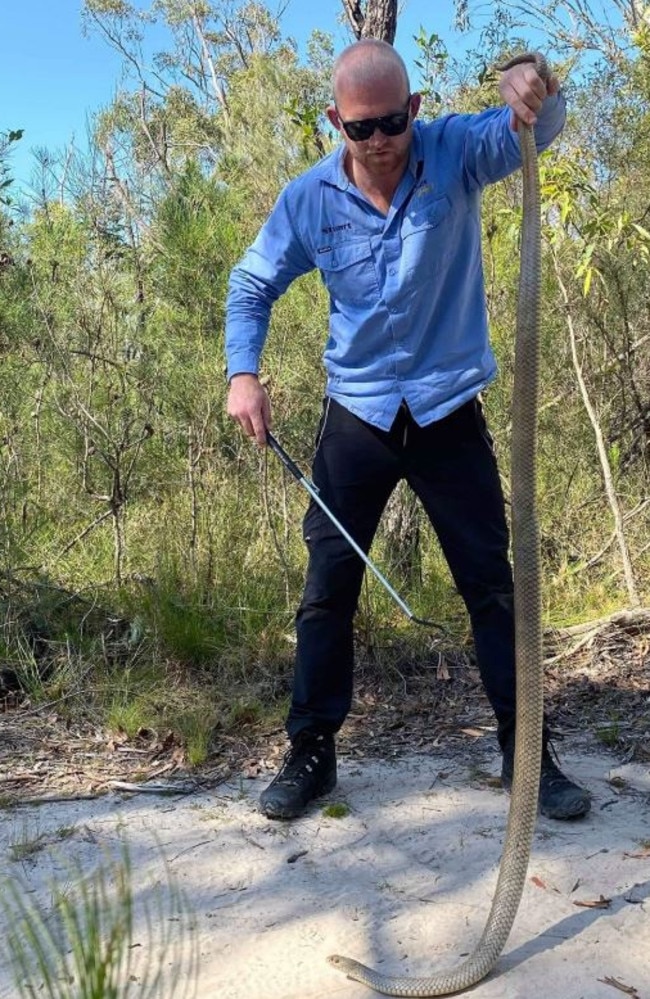 Snake catcher reveals ‘biggest’ ever eastern brown snake catch The