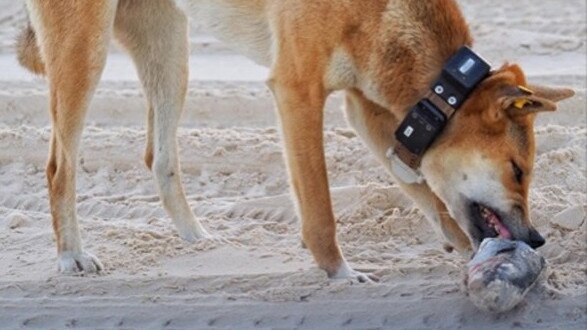 Yellow Tag having a feed on Fraser Island.