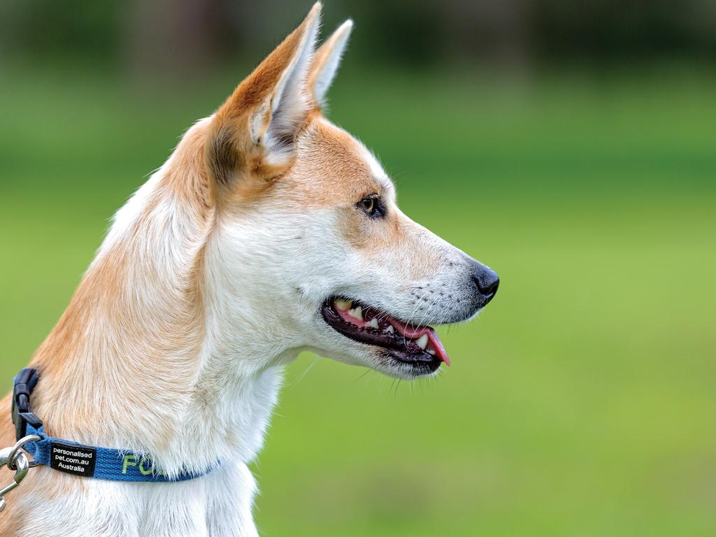 Australian Working Dog Rescue calendar Daily Telegraph