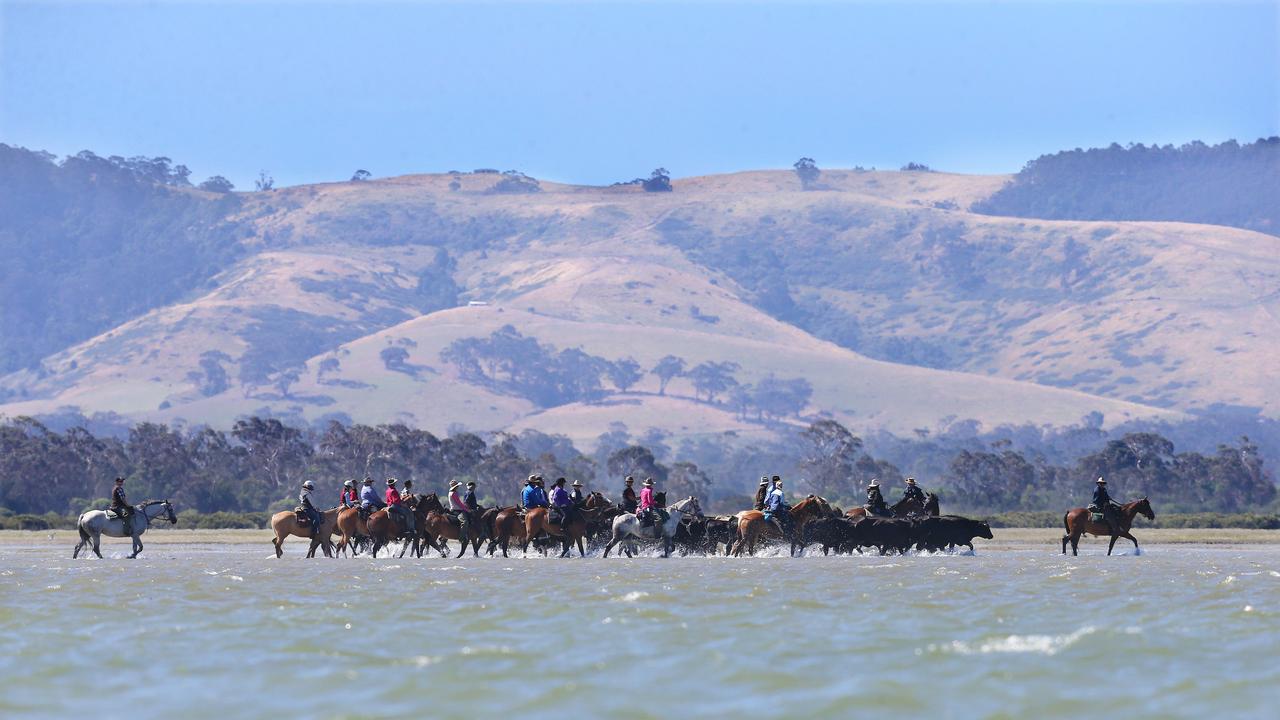 The conditions of the walk vary from very shallow water to deep enough where the horses and cattle have to swim. Picture: Andy Rogers