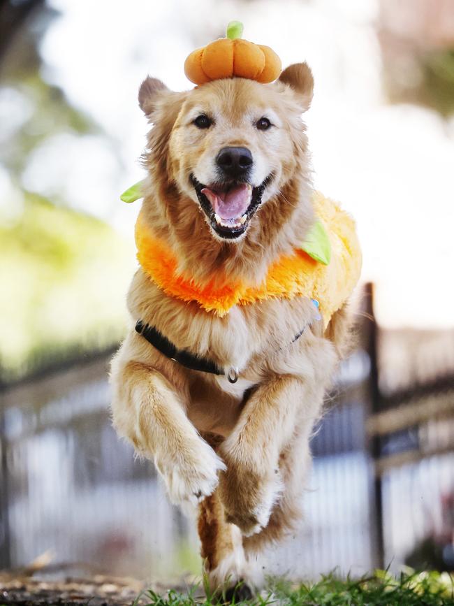 Pucho the Golden Retriever pictured wearing a Petbarn halloween pumpkin outfit. Picture: Sam Ruttyn