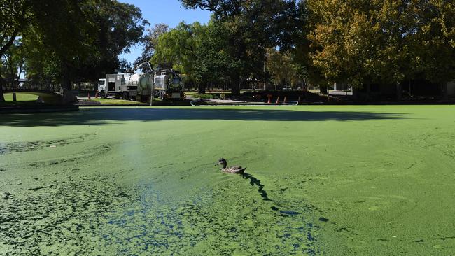 Instead, a mat of fast-growing duckweed has made it look like a giant vat of pea soup ... Picture: Tricia Watkinson