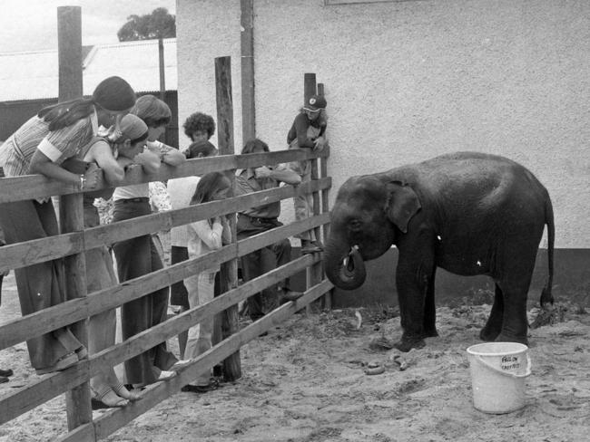 Curious Melbourne zoogoers check out the baby Bong Su in 1977.