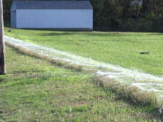 Freaky ... millions of spiders have created a giant web in Memphis, Tennessee. Picture: WMC Action News 5