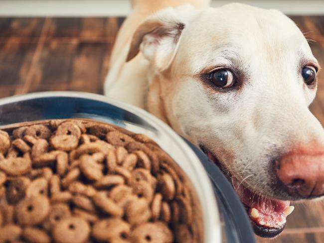 ISTOCK: Domestic life with pet. Feeding hungry labrador retriever. The owner gives his dog a bowl of granules.