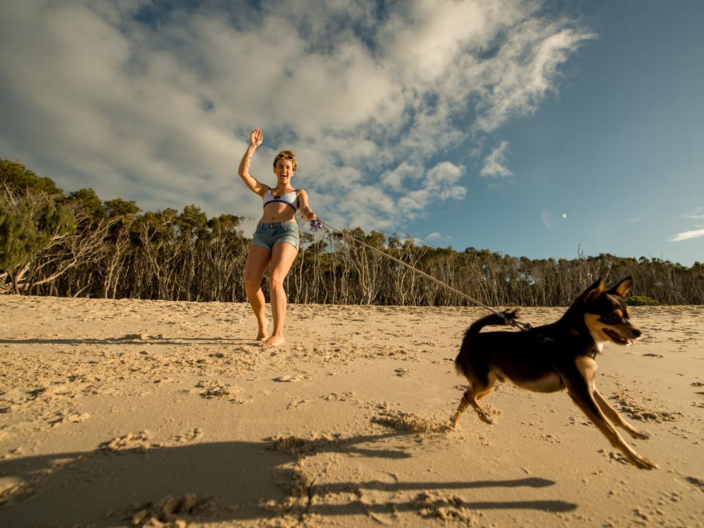 are dogs allowed on stradbroke island