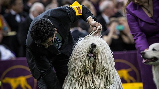 Shaggy ... A Komondor competes for Best of Group in the Working Group division of the Westminster Dog Show.