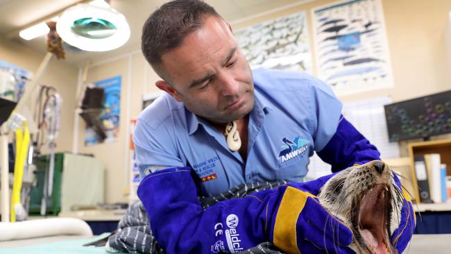 Founder and director of the Australian Marine Wildlife Research &amp; Rescue Organisation, Aaron Machado, in the facility at Torrens Island with a subantarctic fur seal. Picture: Dean Martin