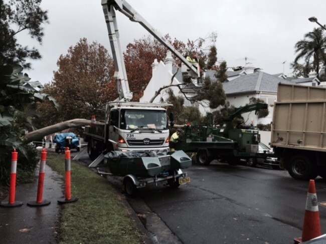 Works are underway to clear large trees which fell in Marathon Rd, Darling Point. Picture: Supplied