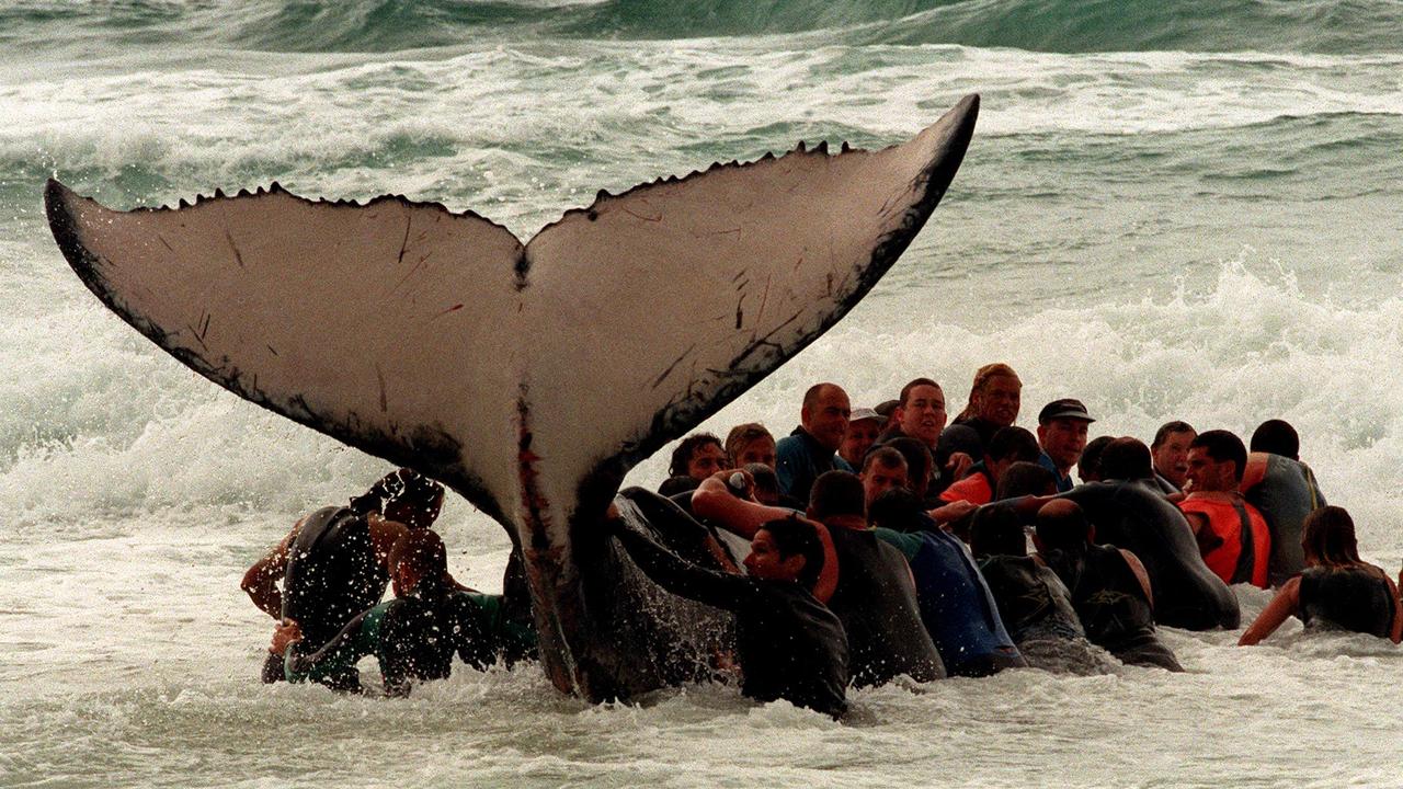 PIC/PARKES  baby humpback whale being rescued after beaching itself on coolum's main beach sunshine coast animals marine whales oct 1996 35/N/29586/14