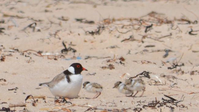 Three vulnerable hooded plover chicks have hatched at Seacliff. Pictures: John Cobb