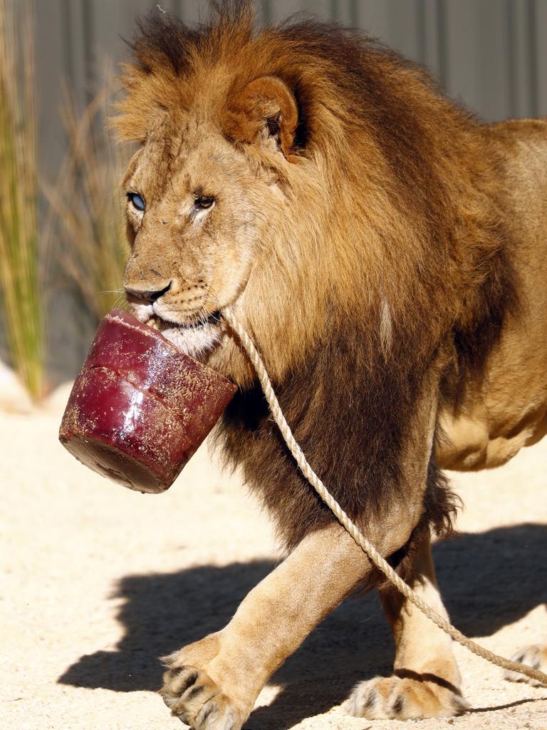 … but their new home had frozen treats! Picture: Sam Ruttyn